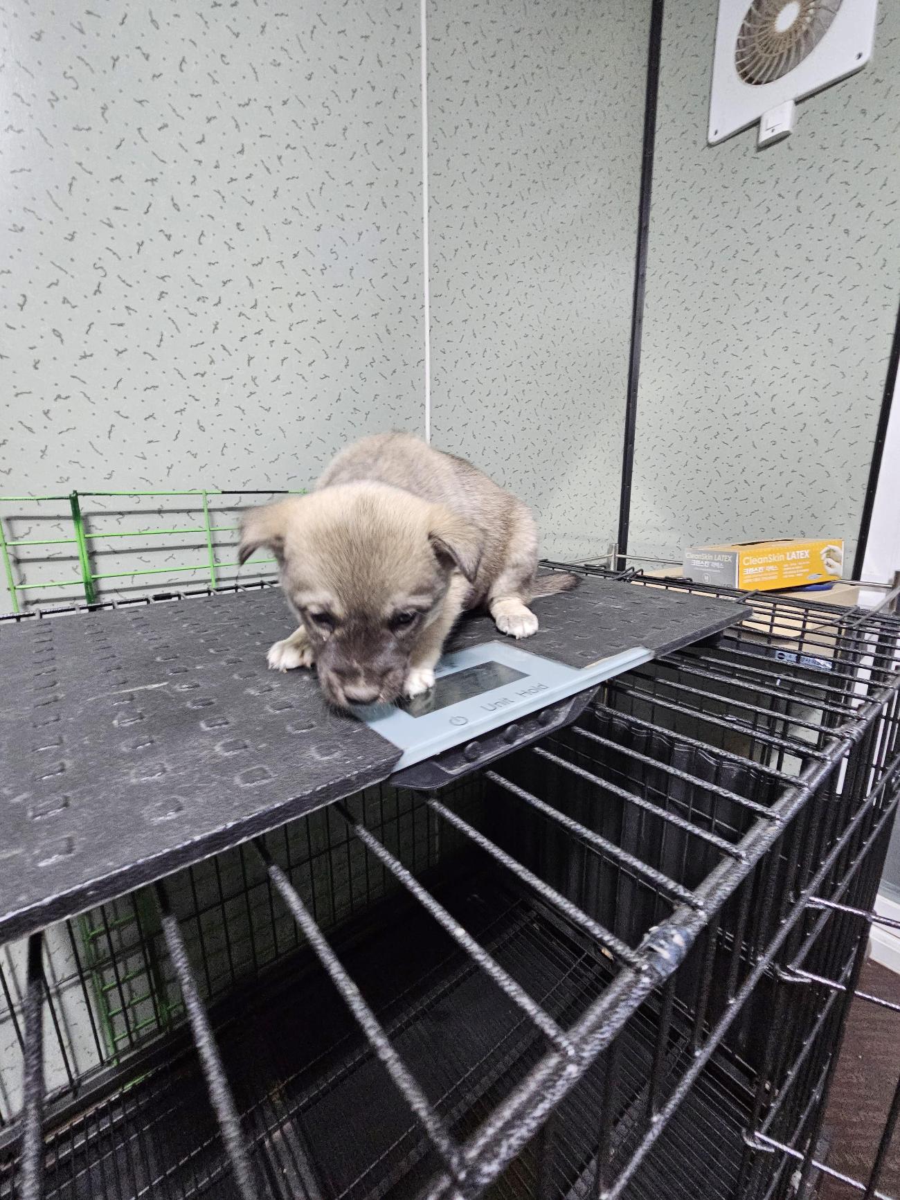 삼척시동물보호센터_442424202500745